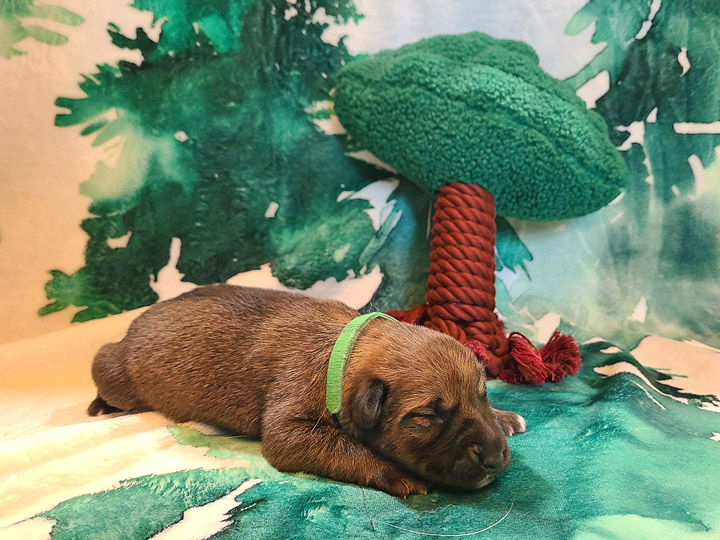 chinook puppy